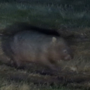 Vombatus ursinus at Lions Youth Haven - Westwood Farm A.C.T. - 22 Jun 2024 12:02 AM