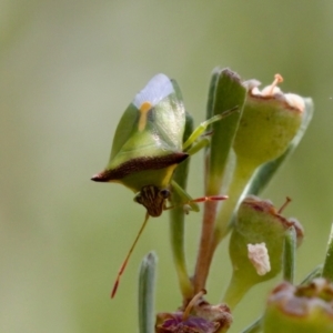 Cuspicona thoracica at Denman Prospect 2 Estate Deferred Area (Block 12) - 7 Jan 2024 01:01 PM