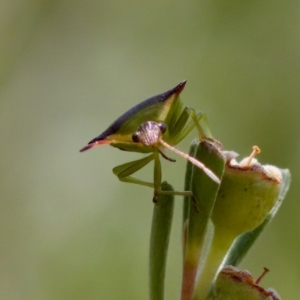 Cuspicona thoracica at Denman Prospect 2 Estate Deferred Area (Block 12) - 7 Jan 2024 01:01 PM