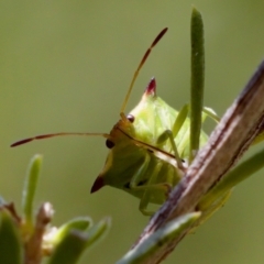 Cuspicona thoracica at Denman Prospect 2 Estate Deferred Area (Block 12) - 7 Jan 2024 01:01 PM