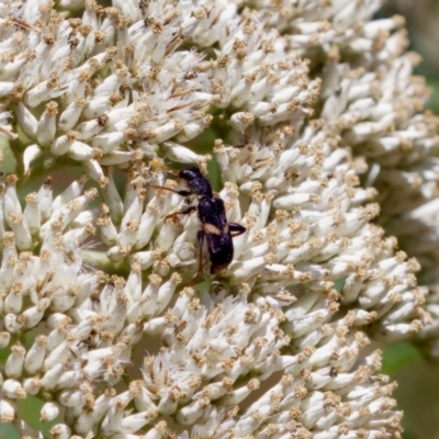 Eleale pulchra (Clerid beetle) at Denman Prospect 2 Estate Deferred Area (Block 12) - 7 Jan 2024 by KorinneM