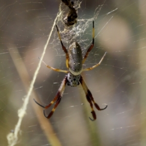 Trichonephila edulis at Denman Prospect 2 Estate Deferred Area (Block 12) - 7 Jan 2024