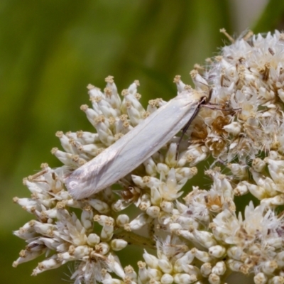 Philobota productella (Pasture Tunnel Moth) at Denman Prospect 2 Estate Deferred Area (Block 12) - 7 Jan 2024 by KorinneM