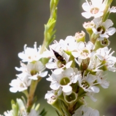 Mordella sydneyana (Pintail Beetle) at Denman Prospect 2 Estate Deferred Area (Block 12) - 7 Jan 2024 by KorinneM