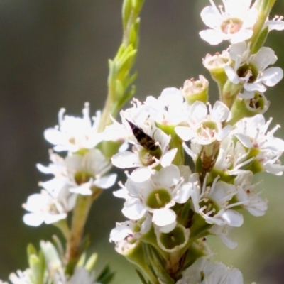 Mordella sydneyana (Pintail Beetle) at Denman Prospect 2 Estate Deferred Area (Block 12) - 7 Jan 2024 by KorinneM