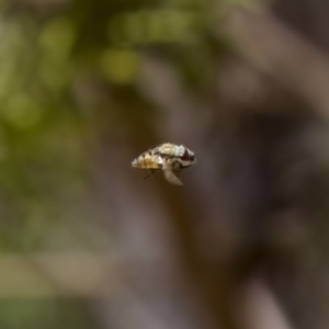 Stomorhina discolor at Denman Prospect 2 Estate Deferred Area (Block 12) - 7 Jan 2024 01:10 PM