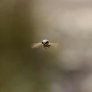 Stomorhina discolor at Denman Prospect 2 Estate Deferred Area (Block 12) - 7 Jan 2024