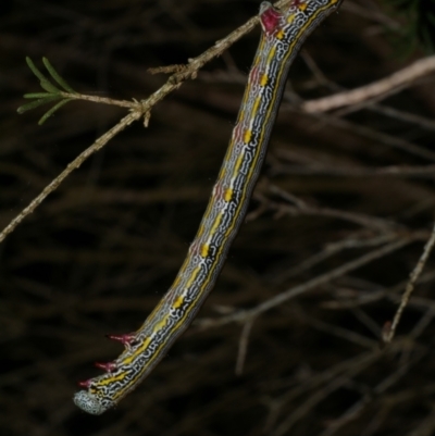 Chlenias (genus) (A looper moth) at WendyM's farm at Freshwater Ck. - 6 Dec 2022 by WendyEM