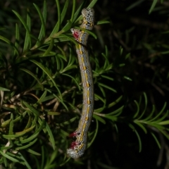 Chlenias (genus) (A looper moth) at WendyM's farm at Freshwater Ck. - 6 Dec 2022 by WendyEM