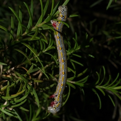 Chlenias (genus) (A looper moth) at WendyM's farm at Freshwater Ck. - 6 Dec 2022 by WendyEM