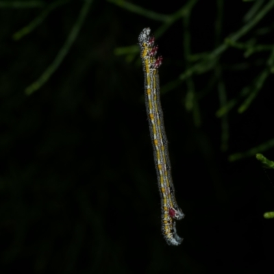 Chlenias (genus) (A looper moth) at WendyM's farm at Freshwater Ck. - 6 Dec 2022 by WendyEM