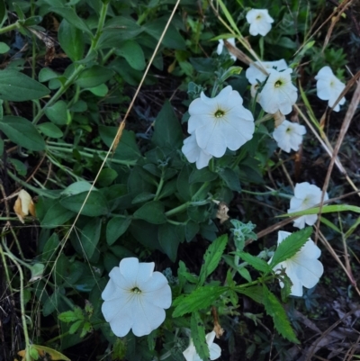 Petunia sp. at Texas, QLD - 22 Jun 2024 by MB