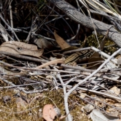 Ctenotus taeniolatus at Denman Prospect 2 Estate Deferred Area (Block 12) - 7 Jan 2024 01:32 PM