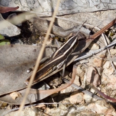 Macrotona australis (Common Macrotona Grasshopper) at Block 402 - 7 Jan 2024 by KorinneM