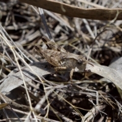 Phaulacridium vittatum at Denman Prospect 2 Estate Deferred Area (Block 12) - 7 Jan 2024