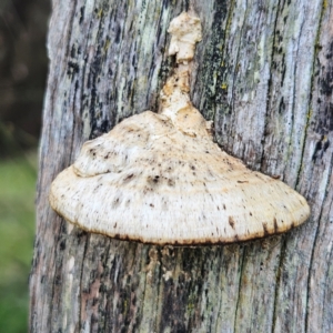 Truncospora ochroleuca at QPRC LGA - 22 Jun 2024