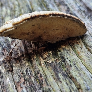 Truncospora ochroleuca at QPRC LGA - 22 Jun 2024