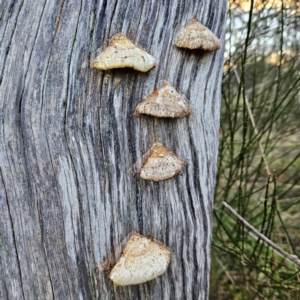 Truncospora ochroleuca at QPRC LGA - 22 Jun 2024