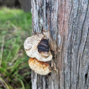 Truncospora ochroleuca at QPRC LGA - 22 Jun 2024