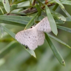 Idaea philocosma at Block 402 - 7 Jan 2024 by KorinneM