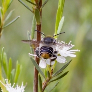 Megachile (Eutricharaea) maculariformis at Block 402 - 7 Jan 2024