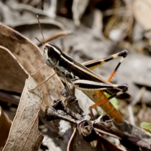 Macrotona australis at Block 402 - 7 Jan 2024