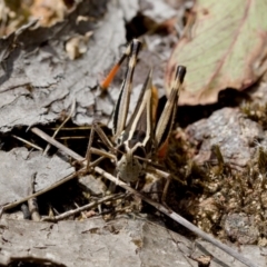 Macrotona australis at Block 402 - 7 Jan 2024