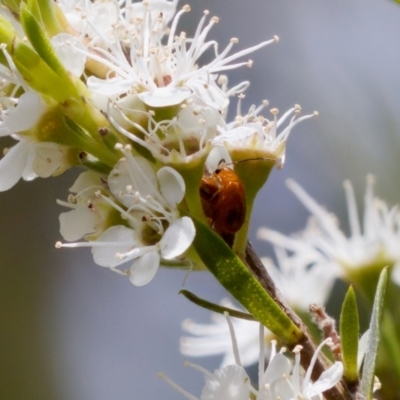 Monolepta sp. (genus) (Leaf beetle) at Block 402 - 7 Jan 2024 by KorinneM