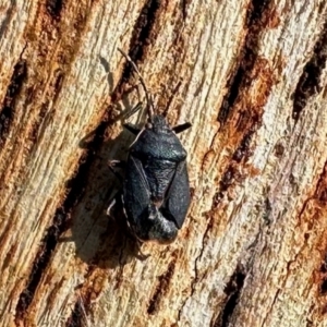 Notius depressus at Namadgi National Park - 22 Jun 2024