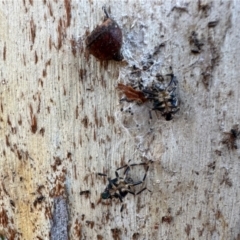 Notius depressus at Namadgi National Park - 22 Jun 2024