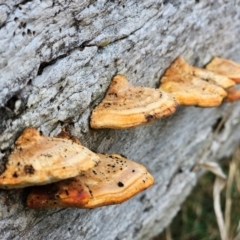 Truncospora ochroleuca at Throsby, ACT - 15 Jun 2024 by Noddap