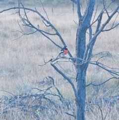 Petroica boodang at Mulligans Flat - 2 Jun 2024 08:01 AM