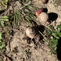 Unidentified Fungus at Reid, ACT - 21 Apr 2024 by AndyRussell