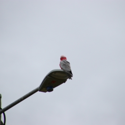 Eolophus roseicapilla (Galah) at Bingara, NSW - 20 Jun 2024 by MB