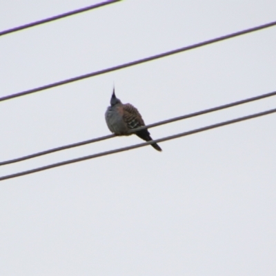 Ocyphaps lophotes (Crested Pigeon) at Bingara, NSW - 20 Jun 2024 by MB