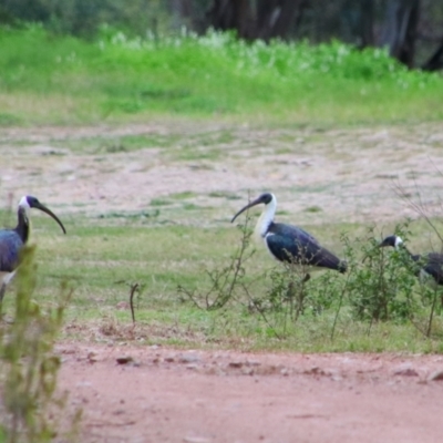 Threskiornis spinicollis (Straw-necked Ibis) at Bingara, NSW - 20 Jun 2024 by MB