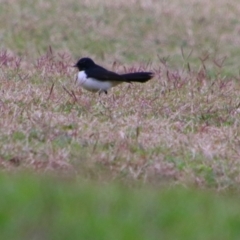 Rhipidura leucophrys (Willie Wagtail) at Bingara, NSW - 20 Jun 2024 by MB