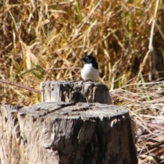 Rhipidura leucophrys (Willie Wagtail) at Bonshaw, NSW - 21 Jun 2024 by MB