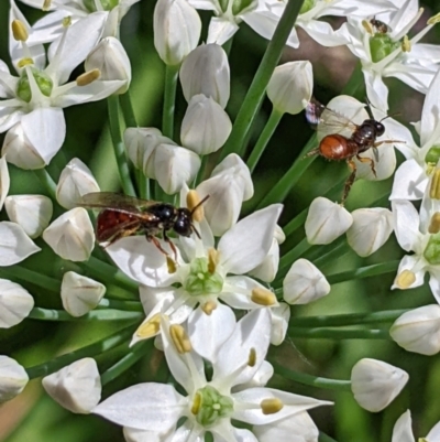 Exoneura sp. (genus) (A reed bee) at Unanderra, NSW - 6 Mar 2024 by PaperbarkNativeBees