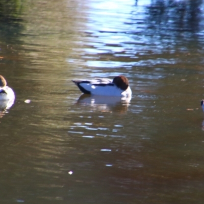 Chenonetta jubata (Australian Wood Duck) at Stanthorpe, QLD - 22 Jun 2024 by MB