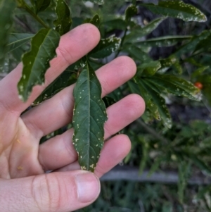 Solanum pseudocapsicum at Mount Ainslie - 22 Jun 2024 04:19 PM