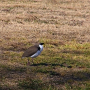 Vanellus miles at Stanthorpe, QLD - 22 Jun 2024 01:30 PM