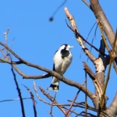 Grallina cyanoleuca (Magpie-lark) at Stanthorpe, QLD - 22 Jun 2024 by MB