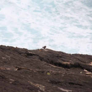 Hirundo neoxena at Green Cape, NSW - 26 Jan 2019 12:44 PM