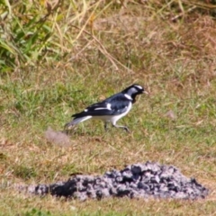 Grallina cyanoleuca (Magpie-lark) at Texas, QLD - 22 Jun 2024 by MB