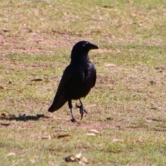 Corvus orru (Torresian Crow) at Texas, QLD - 22 Jun 2024 by MB