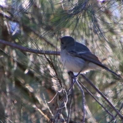 Pachycephala pectoralis (Golden Whistler) at Texas, QLD - 22 Jun 2024 by MB