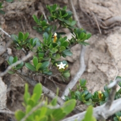 Alyxia buxifolia (Sea Box) at Ben Boyd National Park - 26 Jan 2019 by JimL