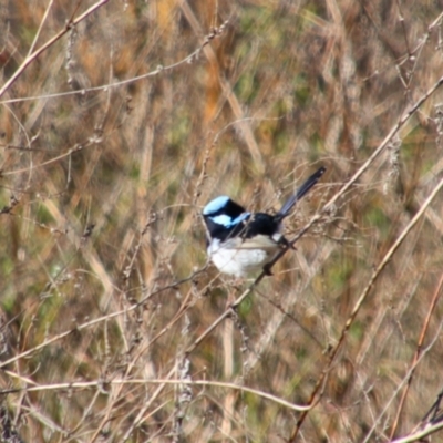 Malurus cyaneus (Superb Fairywren) at Texas, QLD - 22 Jun 2024 by MB