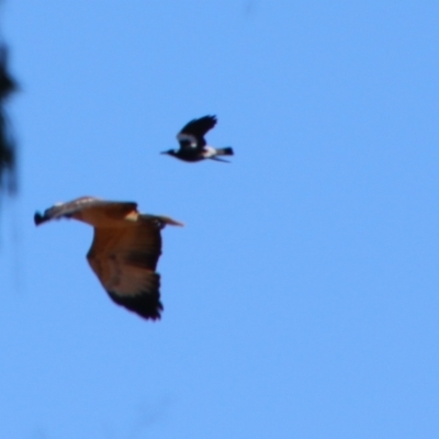 Haliaeetus leucogaster (White-bellied Sea-Eagle) at Texas, QLD - 22 Jun 2024 by MB